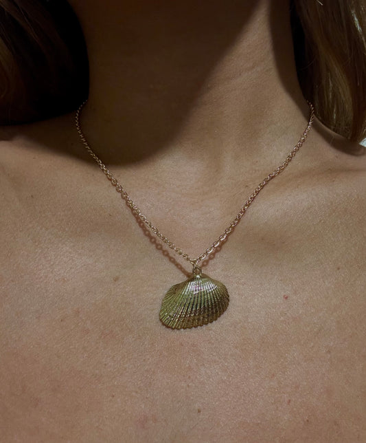 Collana conchiglia🐚🦪